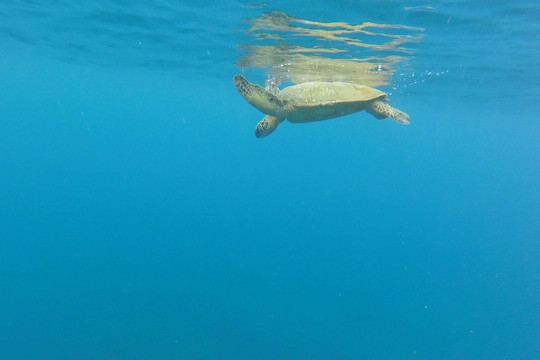 Kauai Sea Rider Snorkel & Whale Watching Tours-坡伊普必去景点