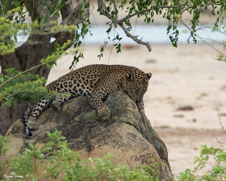 Ceylon Yala-蒂瑟默哈拉默必去景点