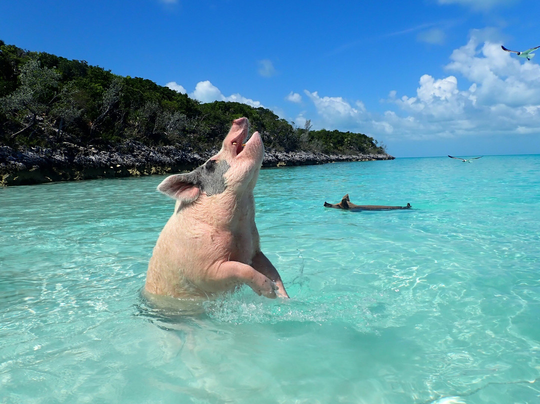 Exuma Boat Tour - Sugar Jr. - Endless Blue