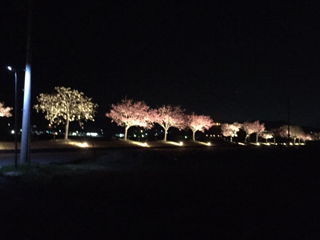 Tenryukyo Sakura Kaido景点图片