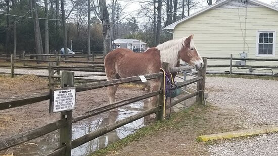 Chincoteague Pony Centre景点图片