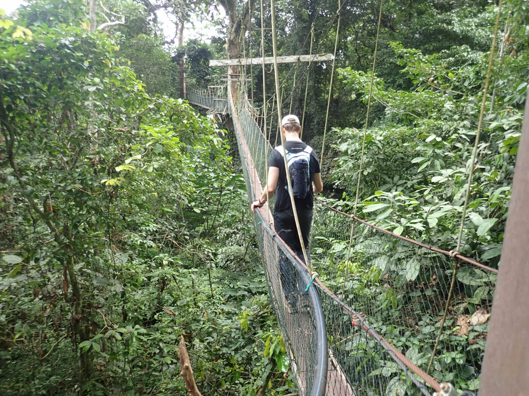 Mulu Skywalk景点图片