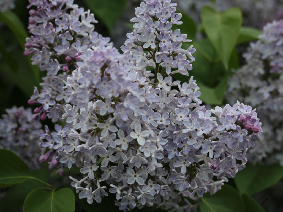 Centennial Lilac Garden景点图片