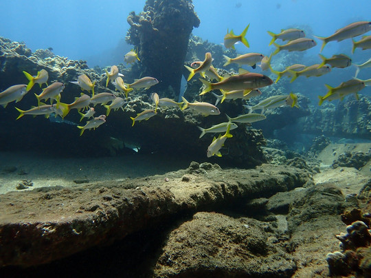 Banyan Tree Divers Maui-拉海纳必去景点