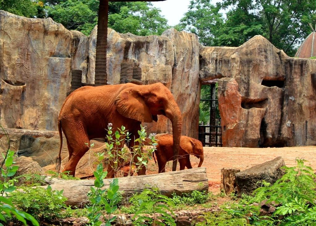 Nakhon Ratchasima Zoo景点图片