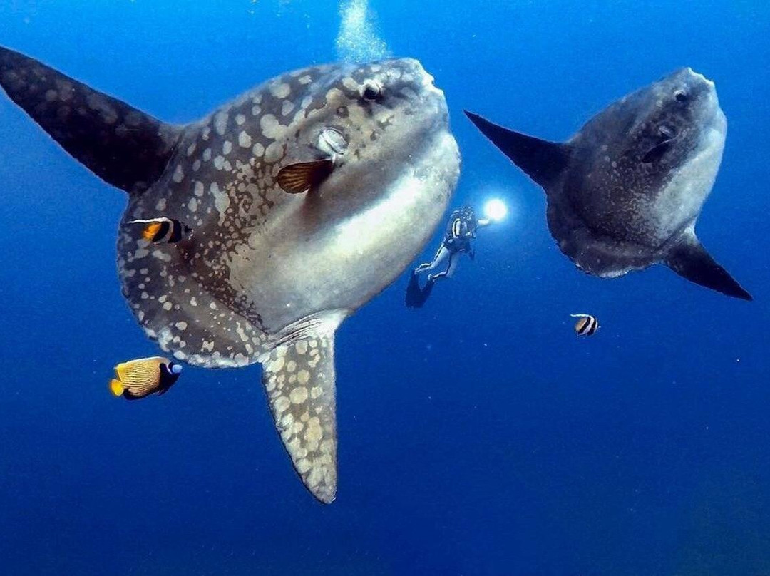 Bali Stingray Divers
