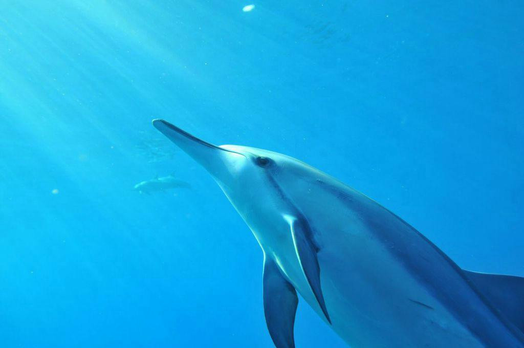 Iruka Hawaii Dolphin-火奴鲁鲁必去景点