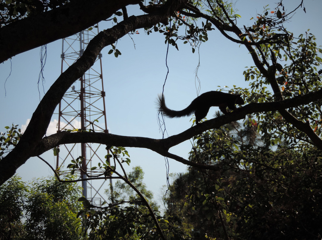 Sri Venkateswara Wildlife Sanctuary景点图片