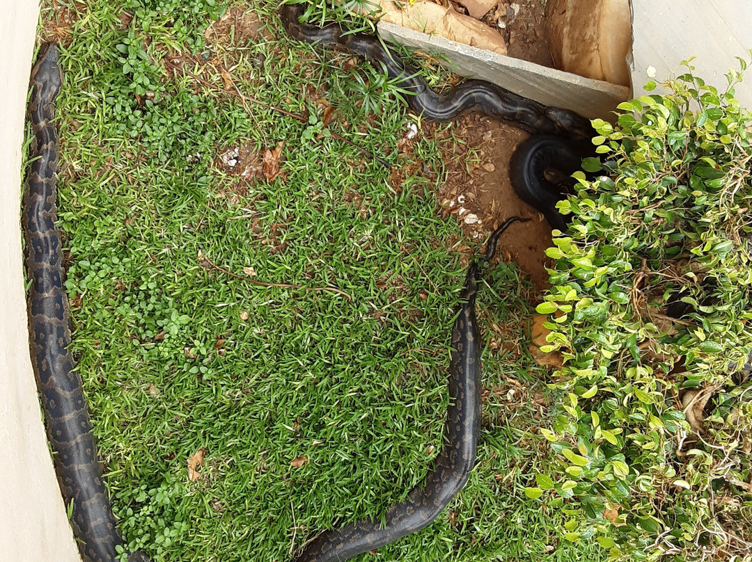 Kalimba Reptile Park-卢萨卡必去景点