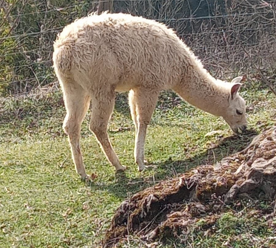 La Ferme des Lamas-Auzat必去景点