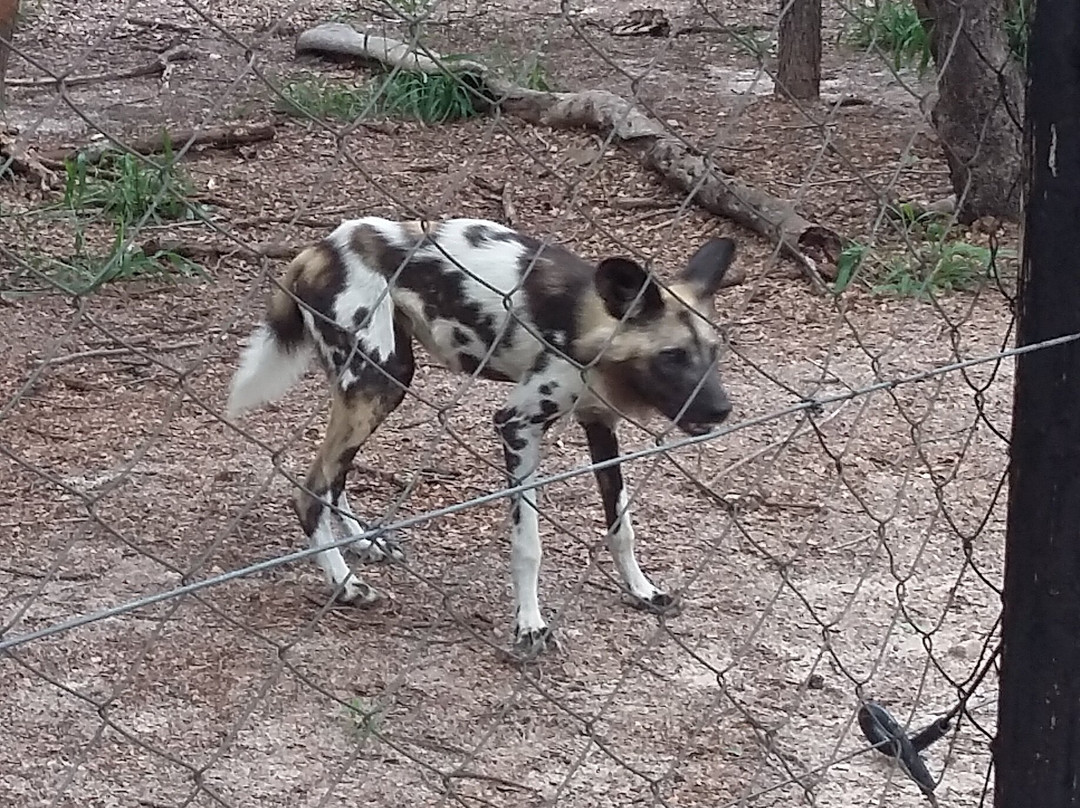 Painted Dog Conservation景点图片