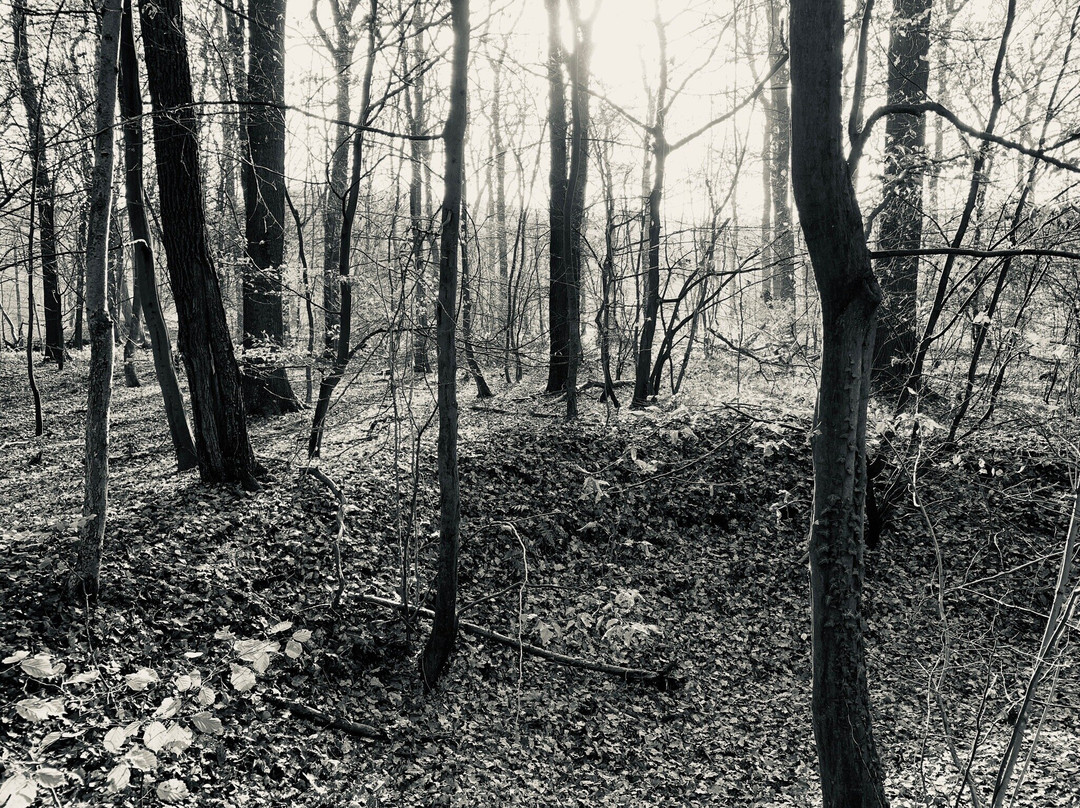 Naturschutzgebiet Beversee景点图片