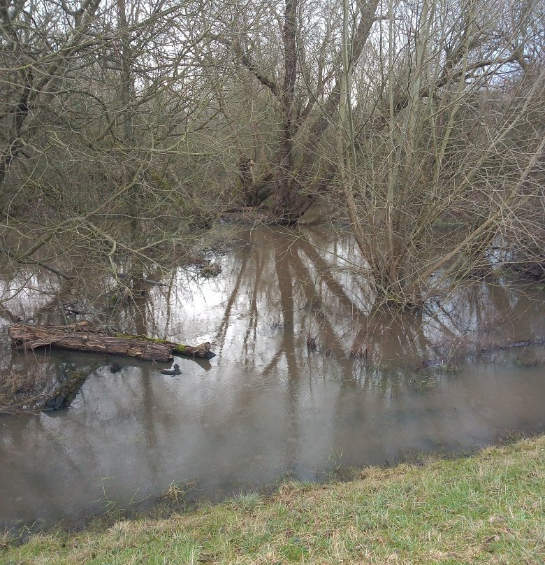 Fox Covert Local Nature Reserve景点图片