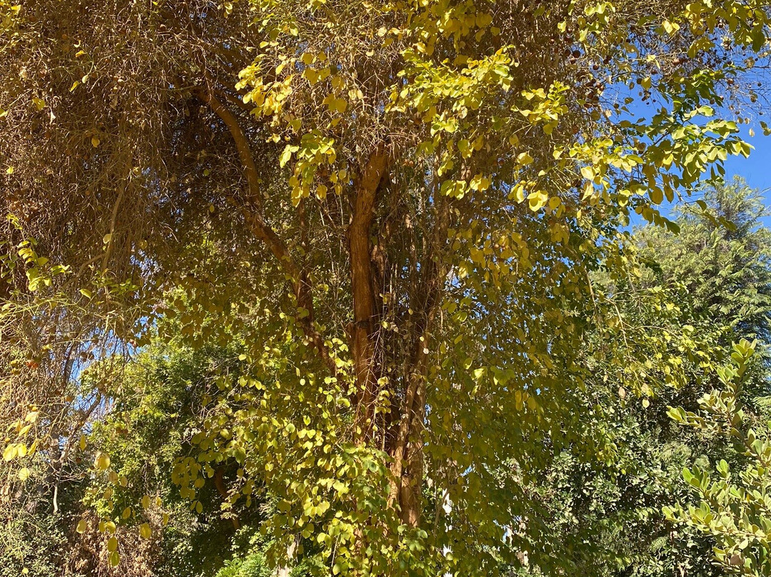 Kitchner's Island-亚斯文必去景点