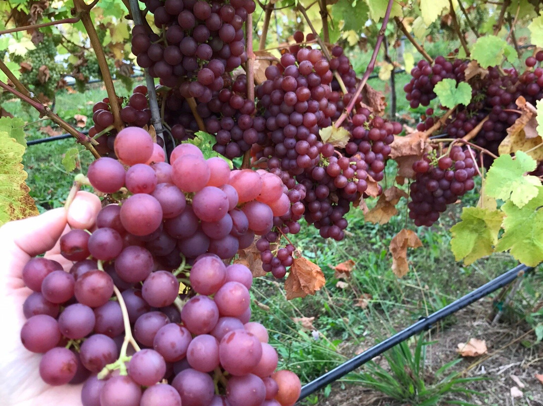 Valley of the Springs Winery景点图片