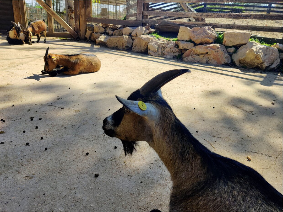 Gan Garoo Zoo-Nir David必去景点