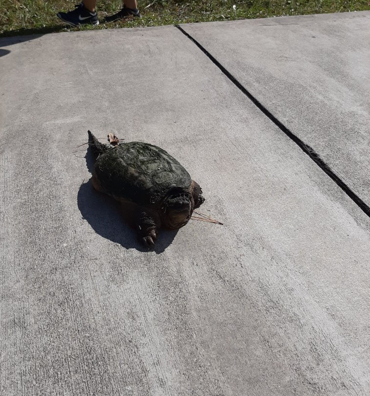 Brevard Zoo Linear Park景点图片