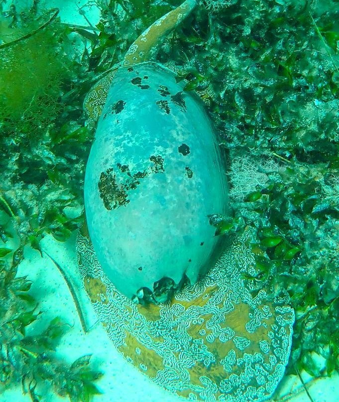 Bremer Bay Dive景点图片