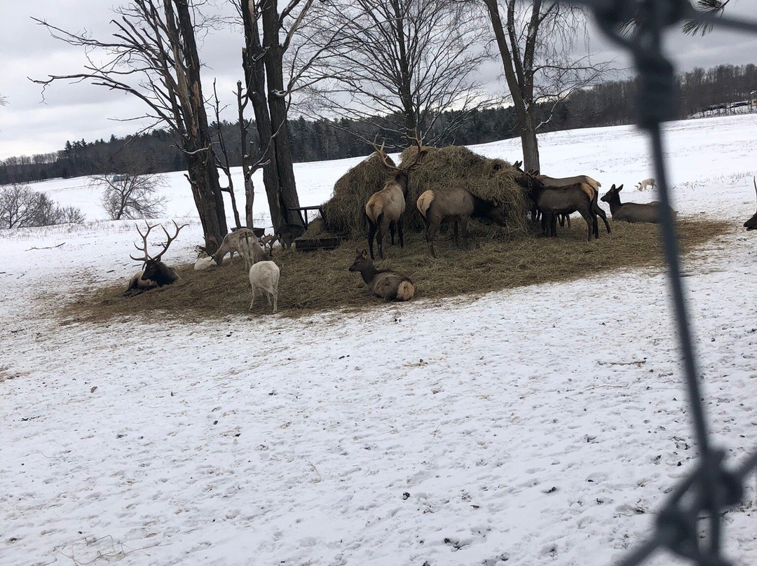 Gaylord's City Elk Park景点图片