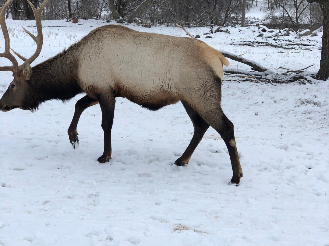 Gaylord's City Elk Park景点图片