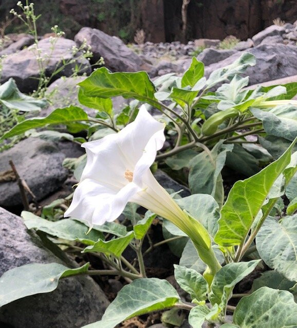 Rushing Waters Adventures-吉布地必去景点