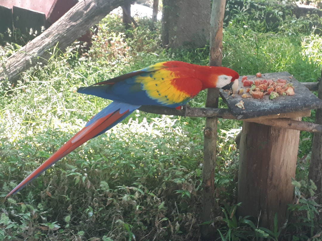 Costa Rica Animal Rescue Center景点图片