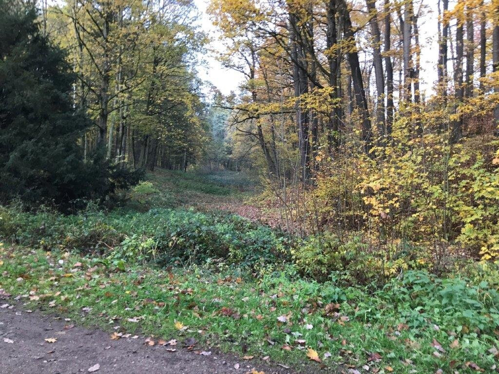 Waldpark (Stadtwald)景点图片