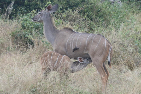 Our African Safaris-开普敦中心区必去景点