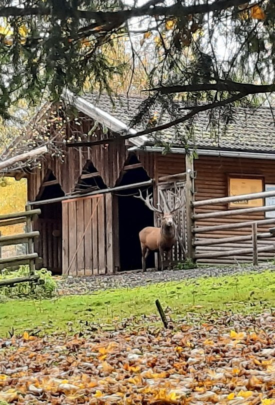 Bayerwald-Tierpark-Lohberg必去景点