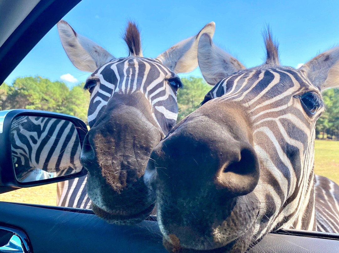 Cherokee Trace Drive-Thru Safari-Jacksonville必去景点