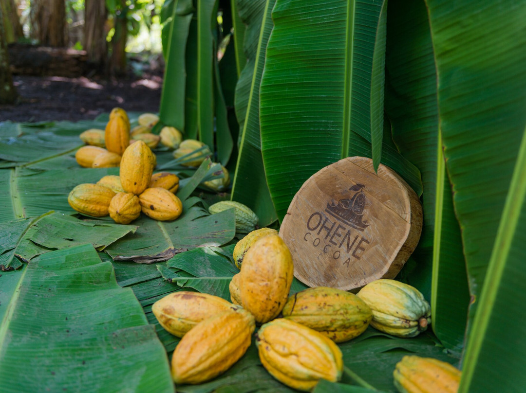 Ohene Cocoa Eco Tourism景点图片