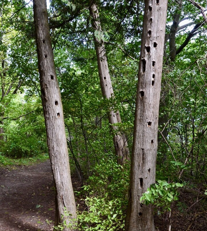 McRae Point Provincial Park景点图片