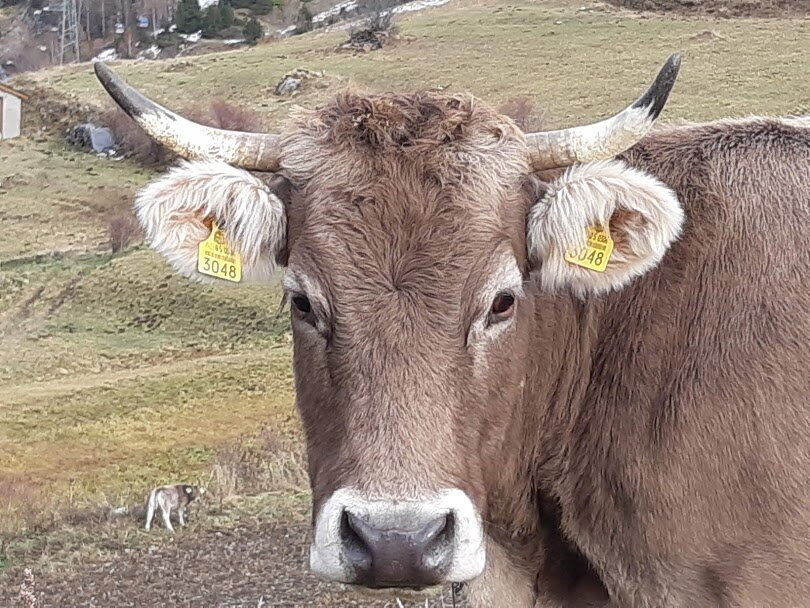 Hotel Llop Gris主图