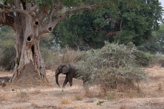 Mdonya Old River Camp主图