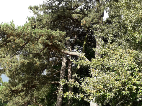 Holywells Park-伊普斯威奇必去景点