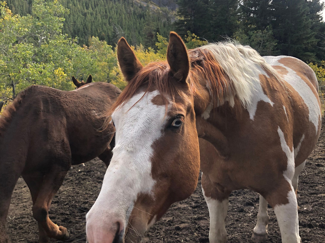 Dropstone Outfitting-Choteau必去景点