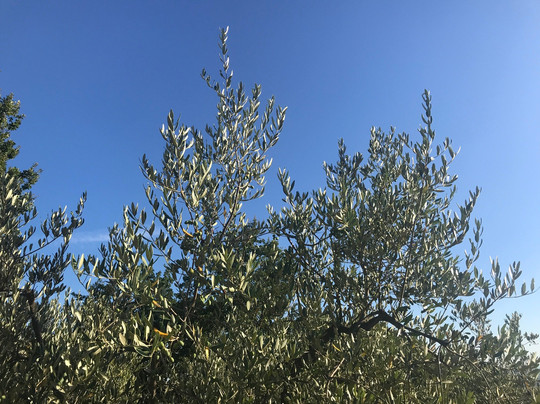 Il Podere La Casina主图