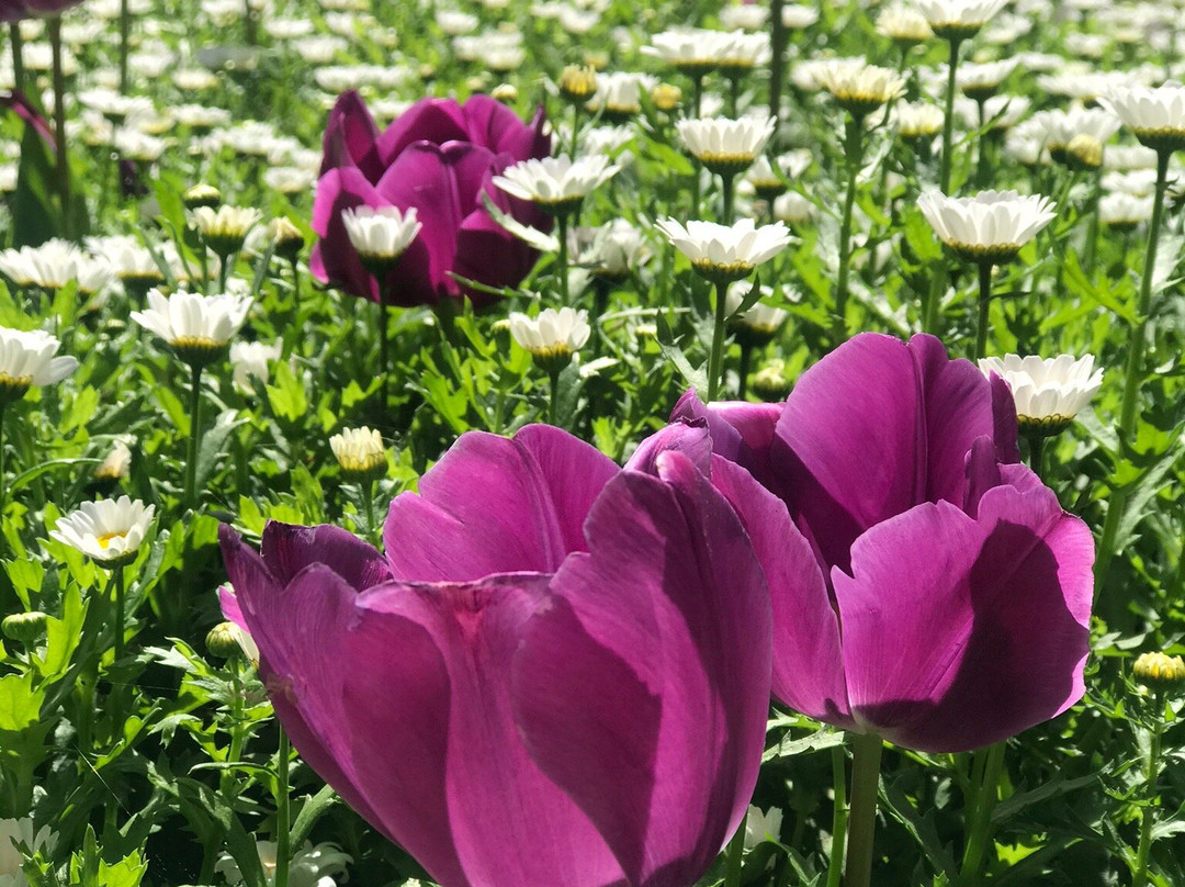 Toowoomba Carnival of Flowers景点图片