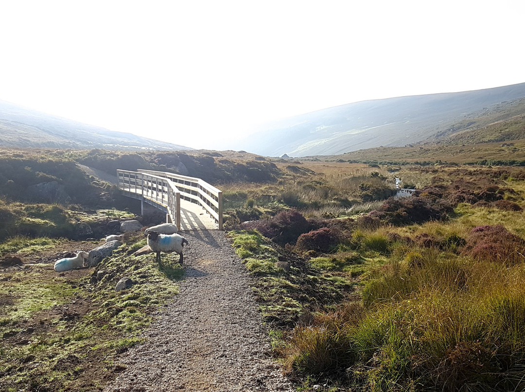 Wicklow Scenic Walks景点图片