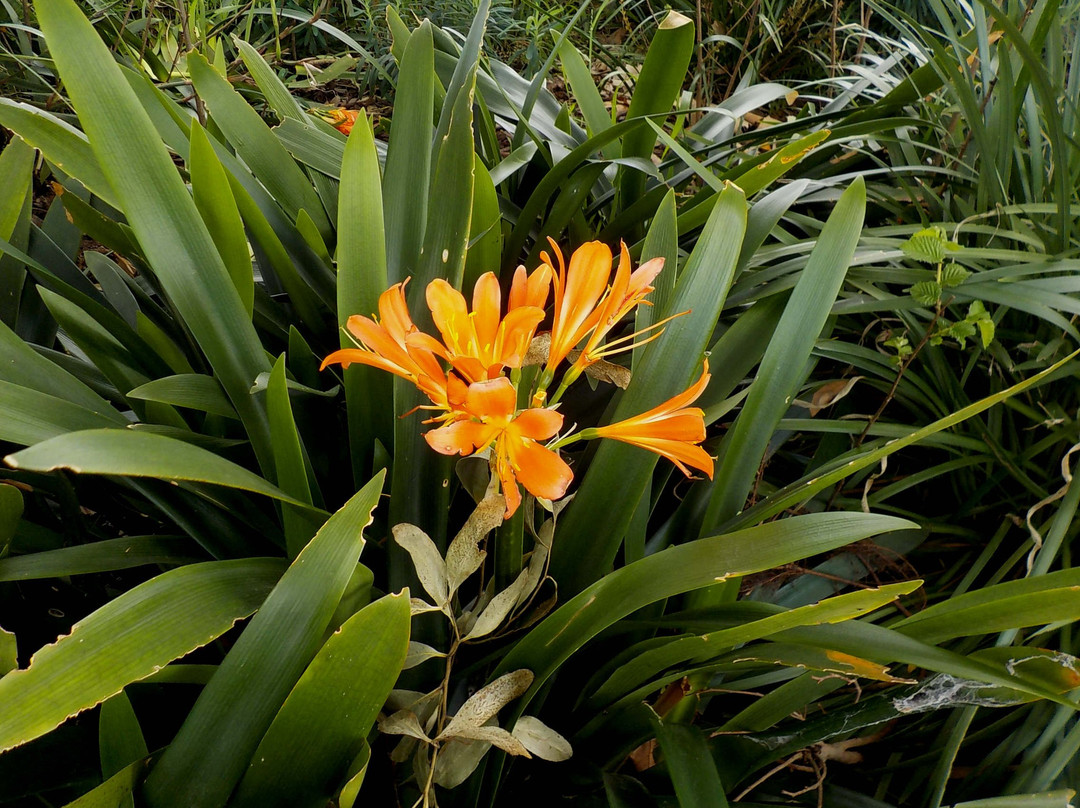 Methven Park景点图片