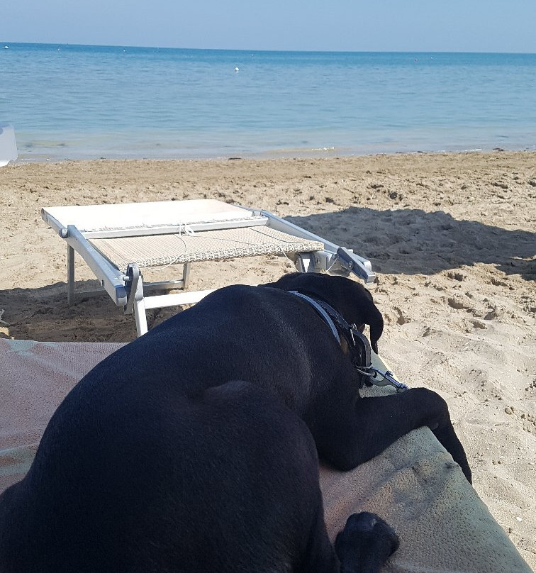 Islamorada - Dog Beach景点图片