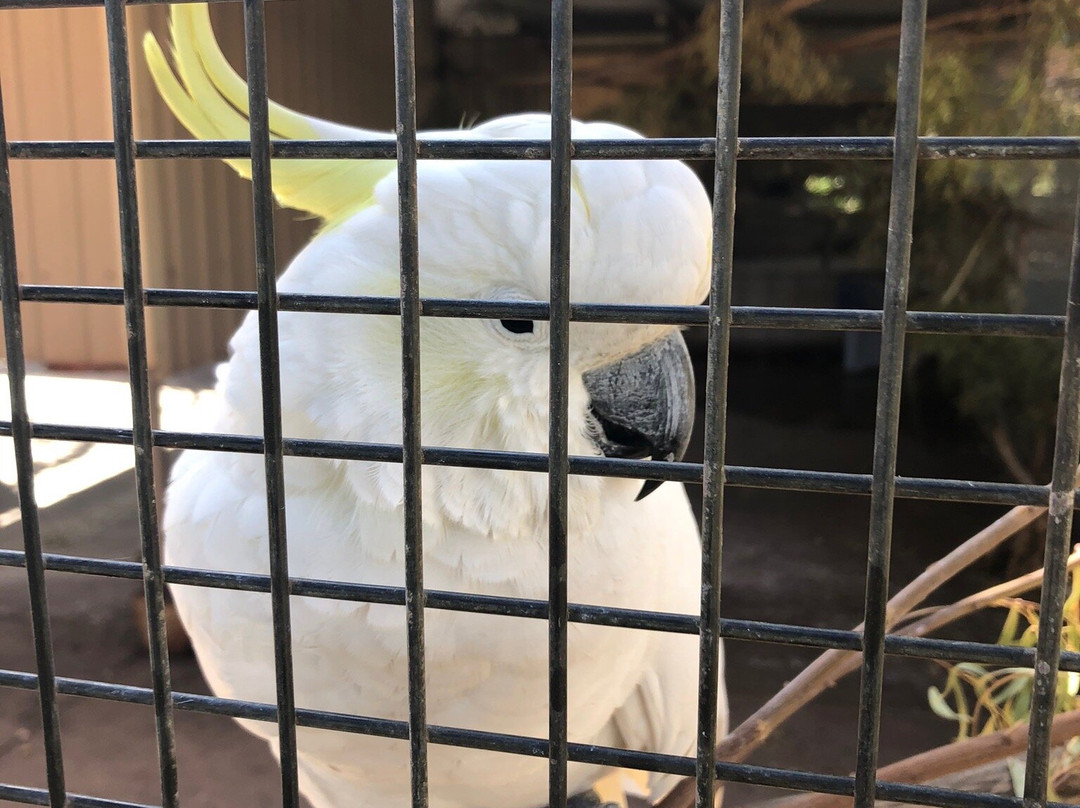 Ada Ryan Gardens-Whyalla必去景点