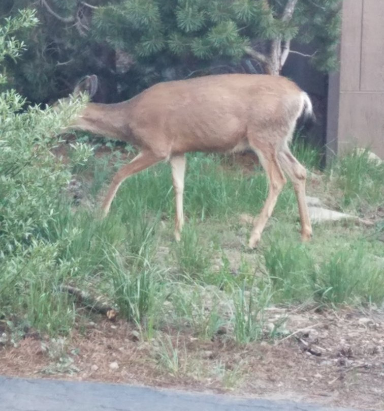 Caples Lake Resort主图