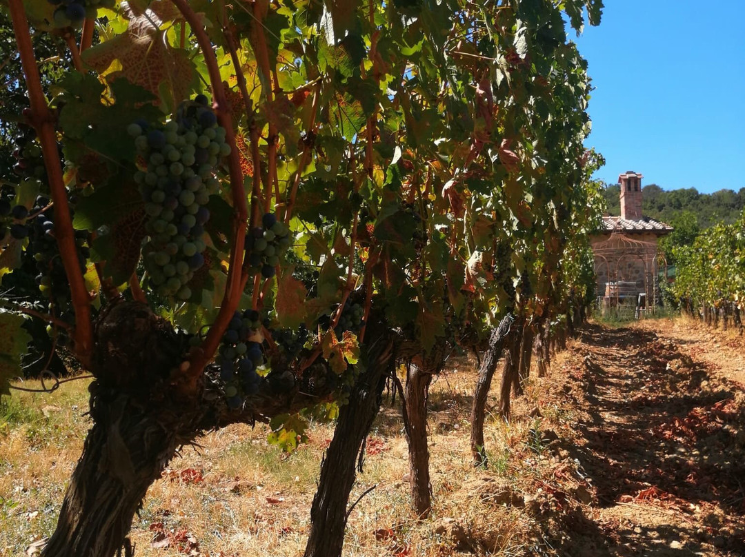 Azienda Agricola Sante Marie di Vignoni-圣奎里科多尔恰必去景点