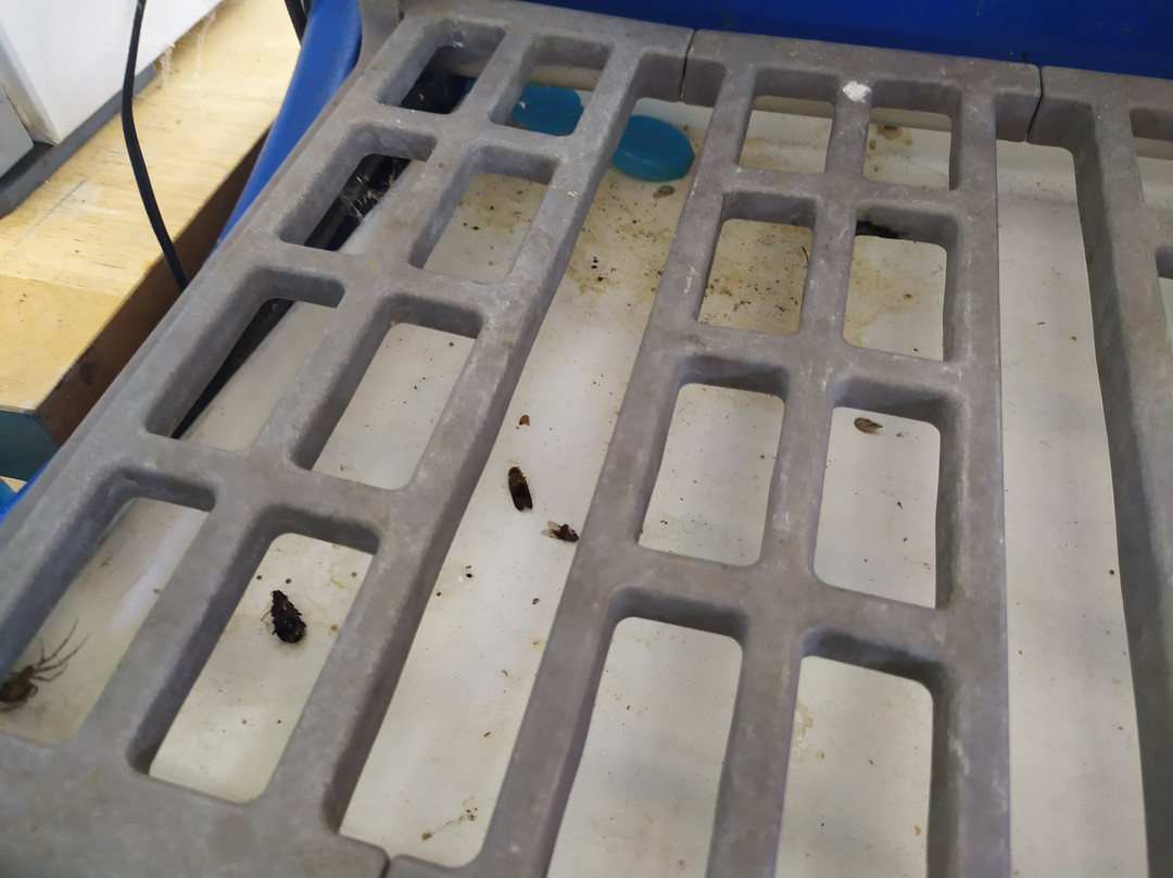 Ribaritsa酒店住宿-Family Hotel Bakhus