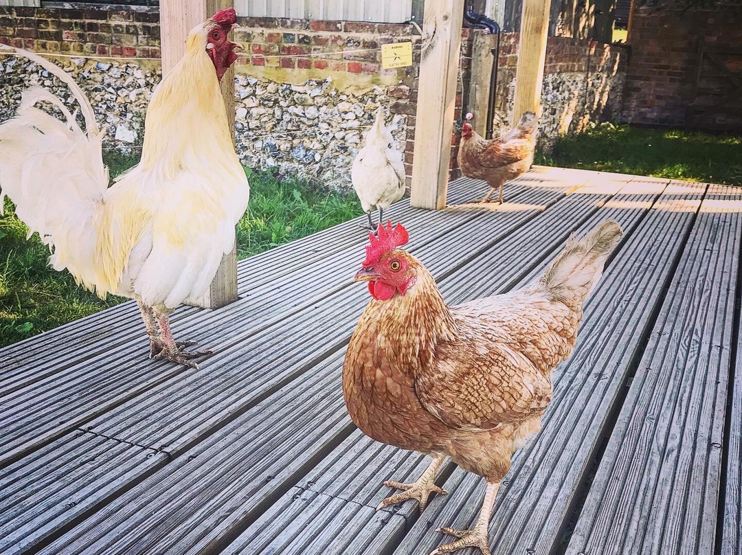 Broxhall Farm主图