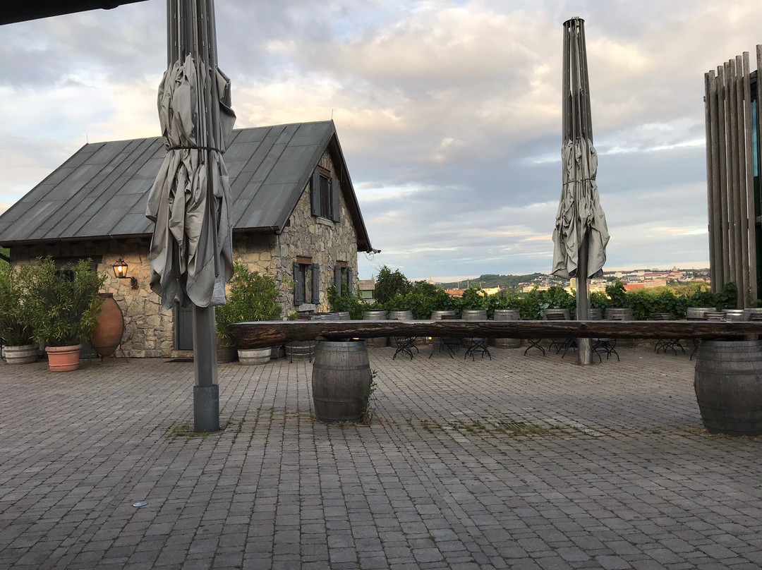 Weingut am Stein, Ludwig Knoll景点图片