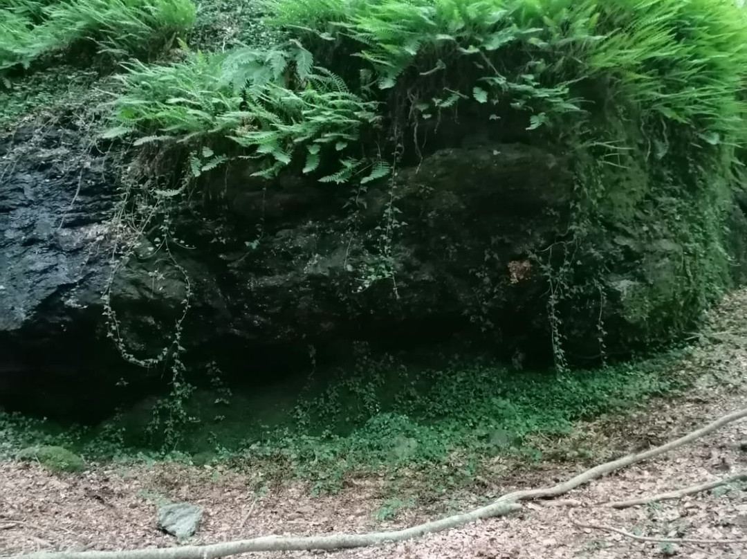 Faggeta di Condrò (with Area Picnic)-Serrastretta必去景点