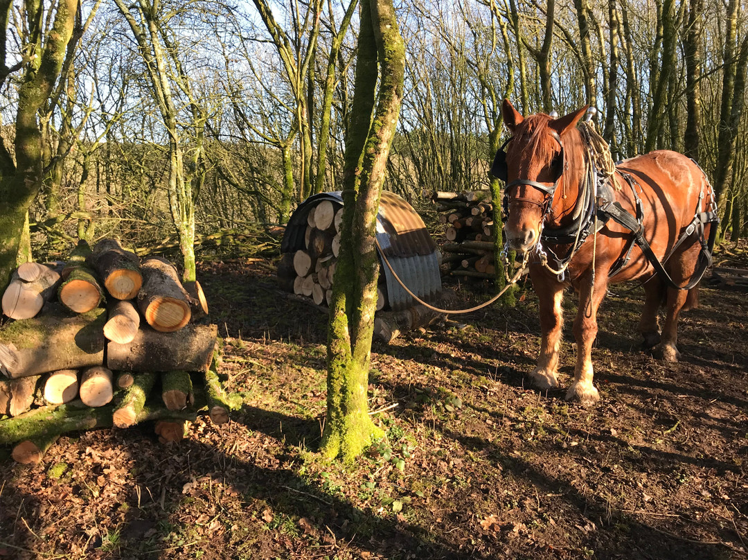 Middle Week Horse Drawn Farm景点图片