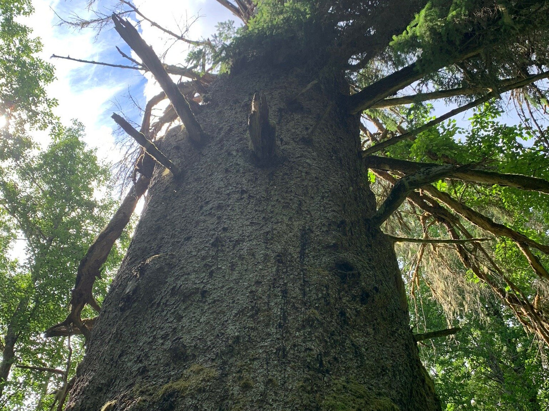 Giant Spruce Park-Kitimat必去景点